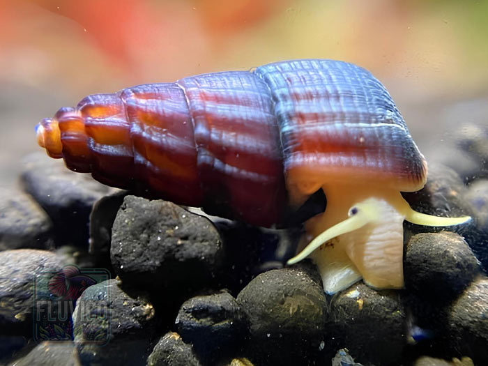 Tylomelania (Rabbit Snail)