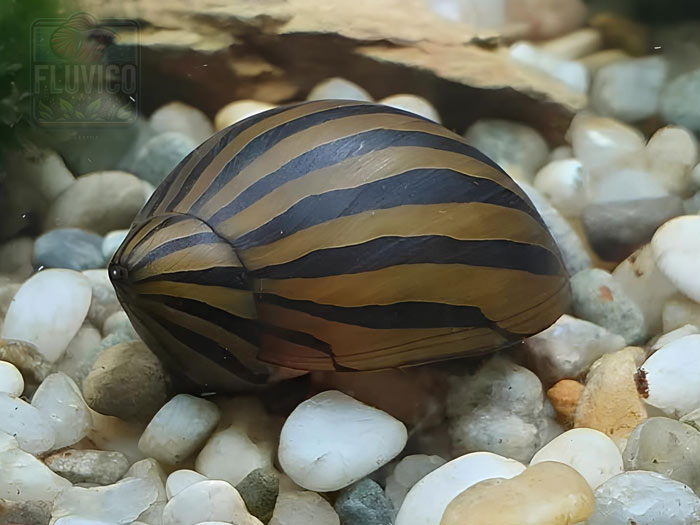 Zebra Nerite Snail Neritina natalensis