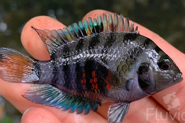 Convict Cichlid pattern and size