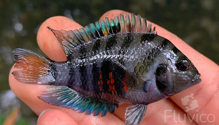 Convict Cichlid pattern and size