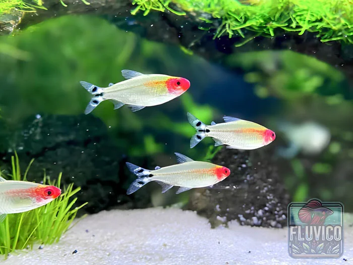 rummy nose tetra feature
