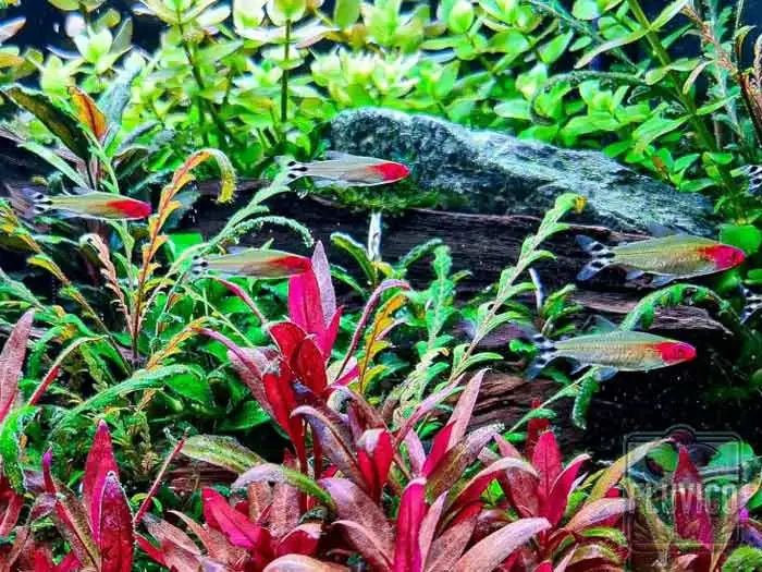 rummy nose tetra with plants