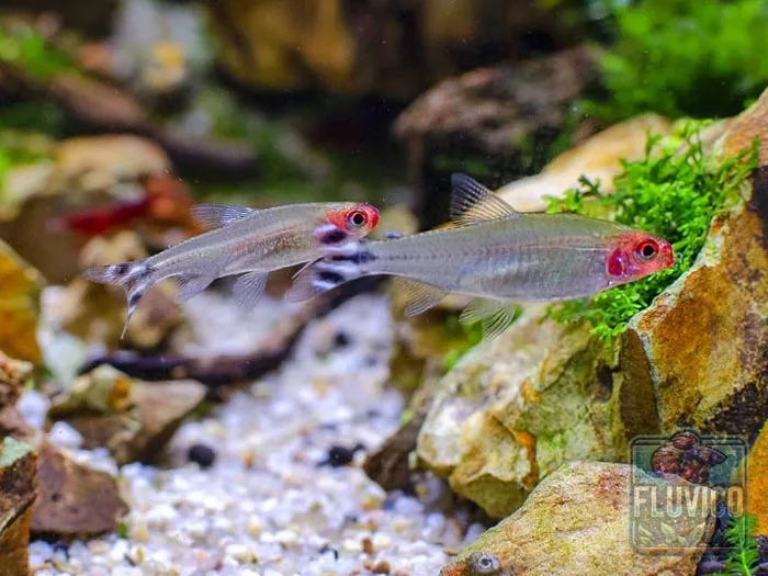 rummy nose tetra with rocks