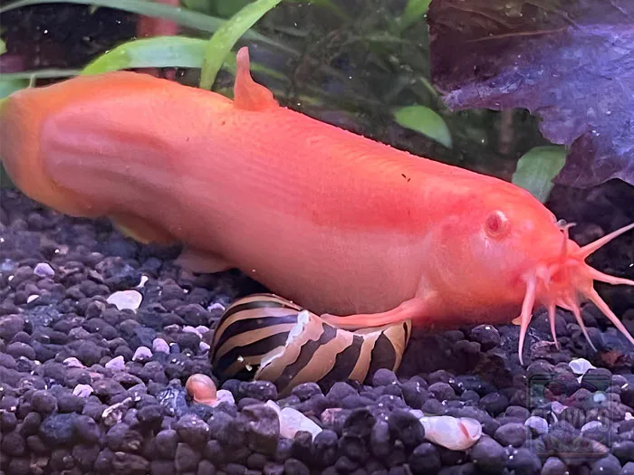 Pink Weatherloach