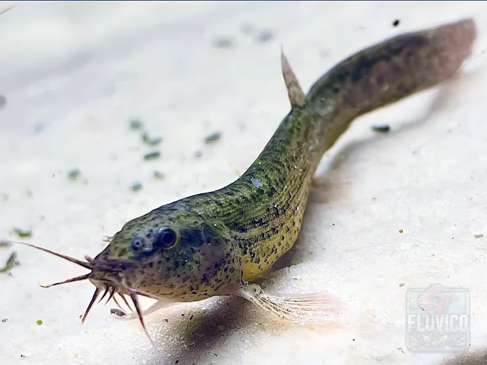 Dojo Loach Spotted Green