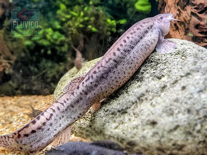 Large Female Dojo Loach