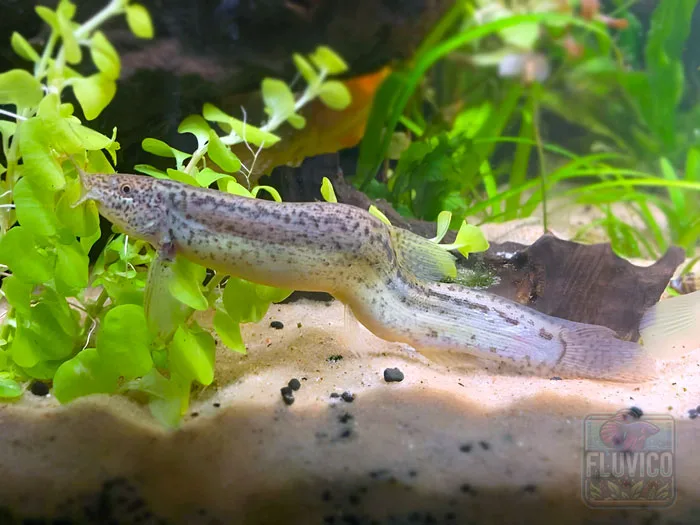 Large Weatherloach