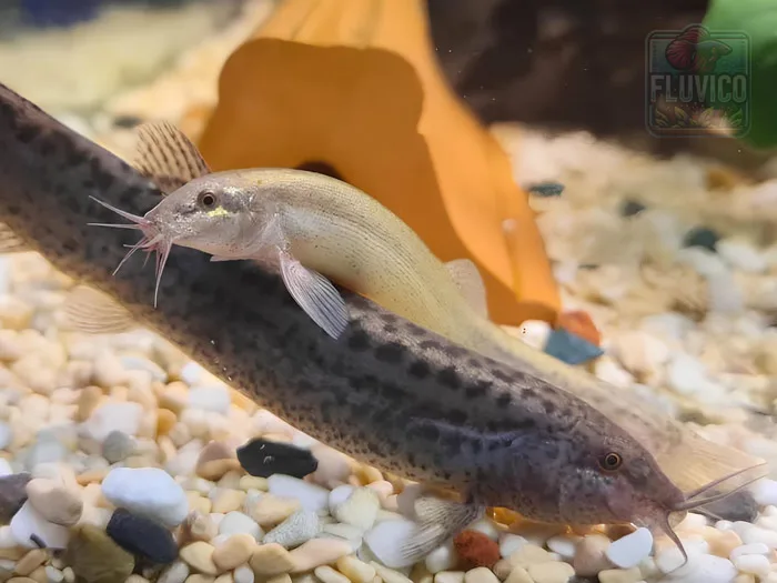 Light Silver and Gray Dojo Loaches