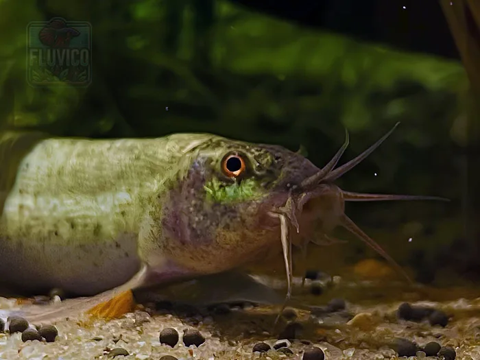 Weatherloach Face Macro Shot